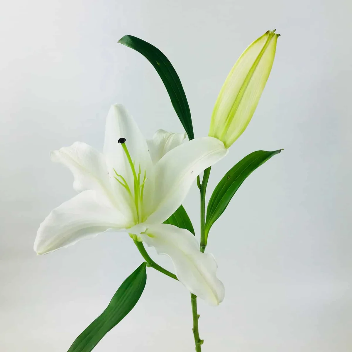 Lily